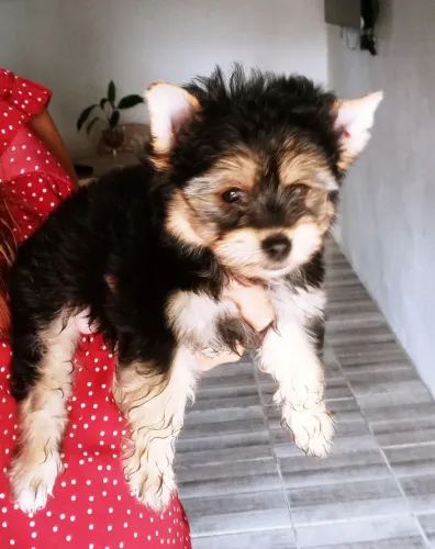 Vende filhotes de Yorkshaier terrier um macho e uma femia 2 meses