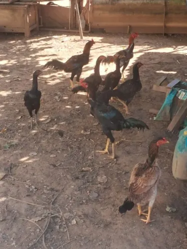 Venda de frango indio 