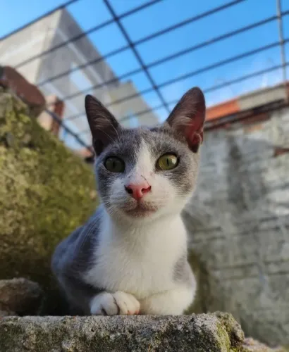 GATOS PARA DOAÇÃO 