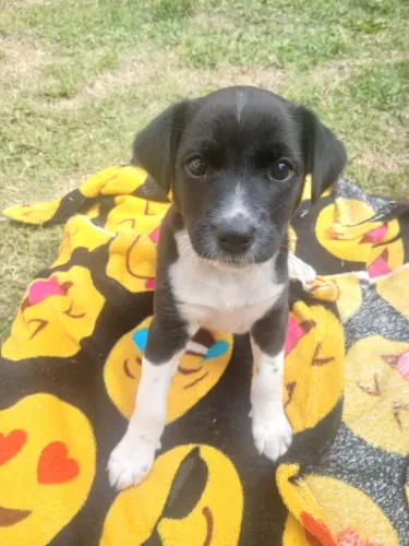 Doa-se cachorro
