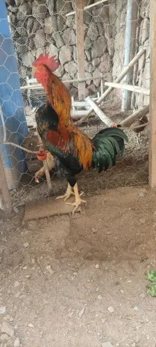 GALOS NOVOS.
