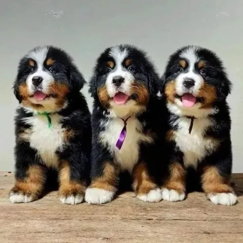 Filhotinhos bernese linhagem selecionada com saúde em dia dócil