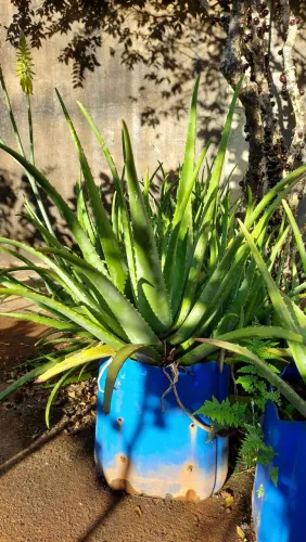 Vendo Babosa Aloe Vera 