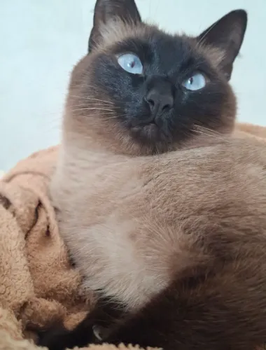 Gato fugiu zona norte