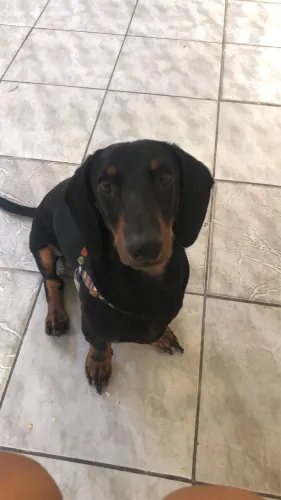 vendo cachorro salsicha adulto
