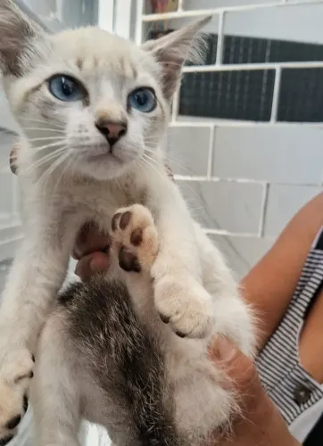 Gatinho para doação 