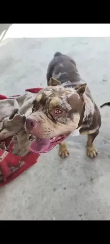 cachorro