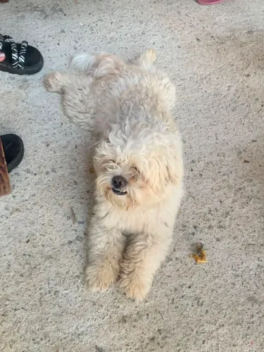 cachorro Shitzu macho