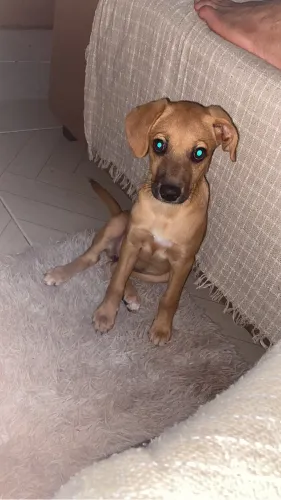 Adoção
