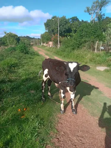 Vendo bezerro 