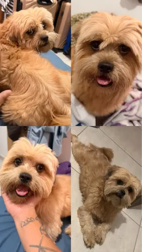 Shitzu pra Cruzar