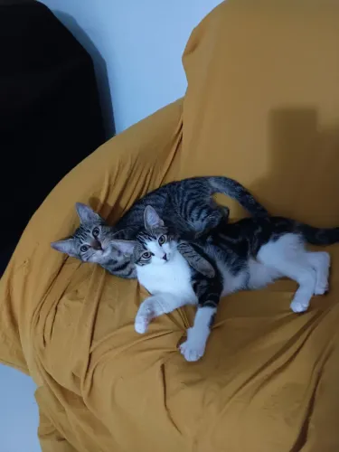 Duas lindas gatinhas fêmeas 