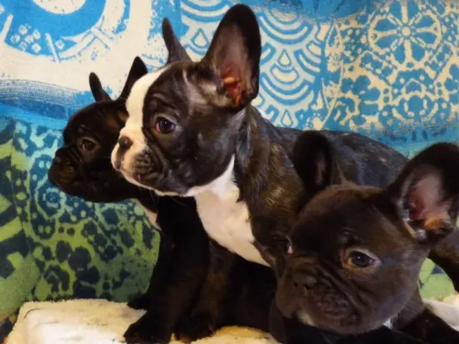 Disponível hoje! Filhotes de Bulldog Francês - Chame no WhatsApp para reservar.