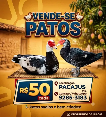 Vendo pato macho