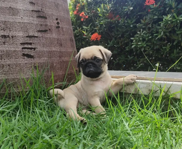 Promoção fil. Pug Natal/rn