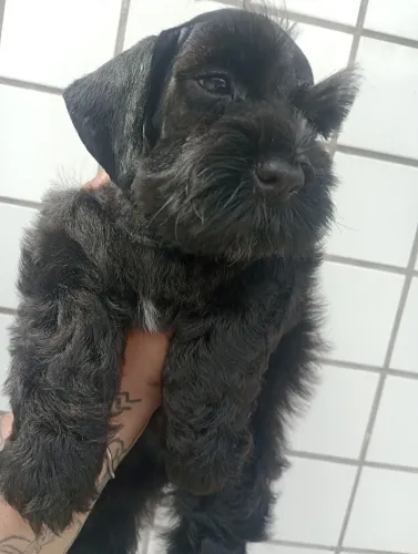 Schnauzer Miniatura macho 