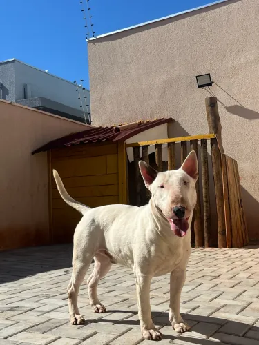 Bull terrier inglês 