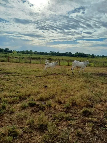 Fazenda 46 hectares em Flores de Goiás