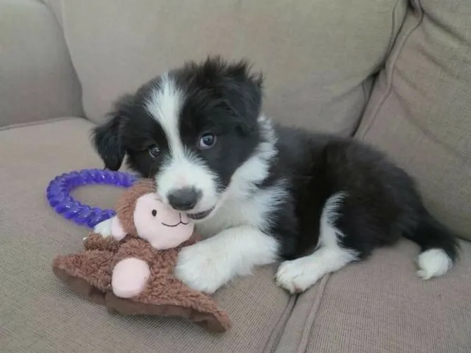 Border Collie, fêmeas e machinhos, já vacinados e com todas as garantias em contrato.