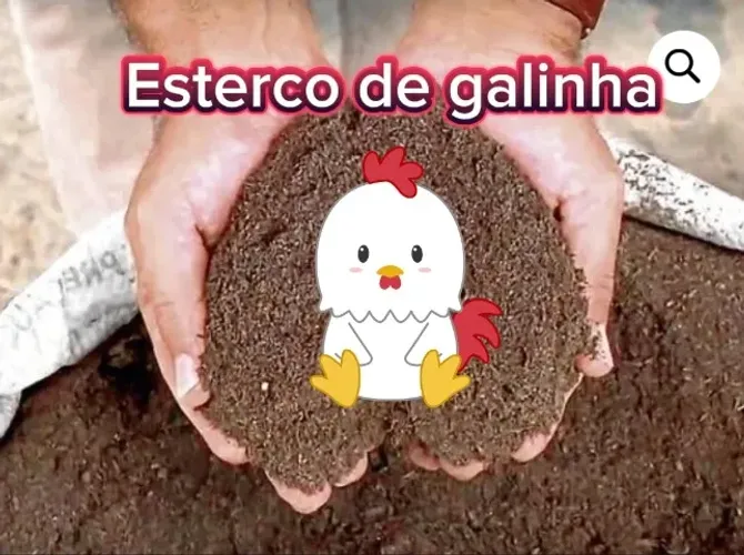 8 quilos de adubo de galinha