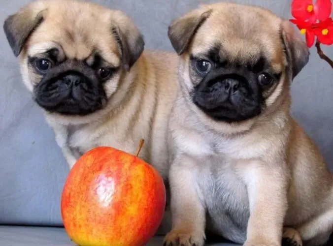 filhotes de Pug a procura de um lar 