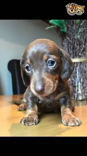 Daschund Teckel salsichinha fêmea e machinho 