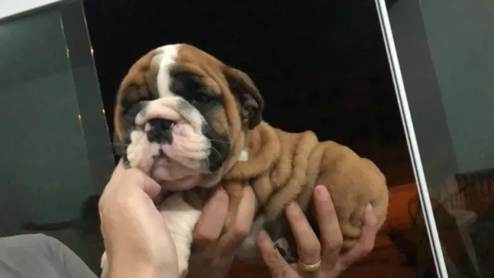  Bulldog inglês pirata/tigrado/fulvo/branco