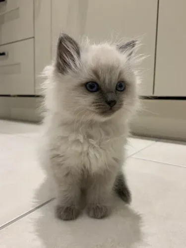 Ragdoll Filhotes Adoráveis na Cor Creme Colorpoint