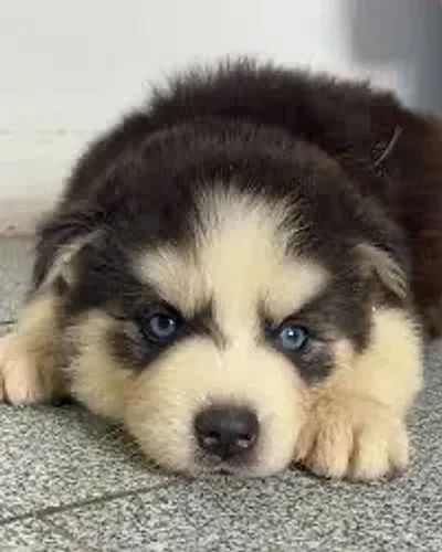 Husky Melhoramos o valor