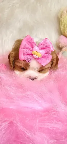 Cavalier femea - um sonho de bebê