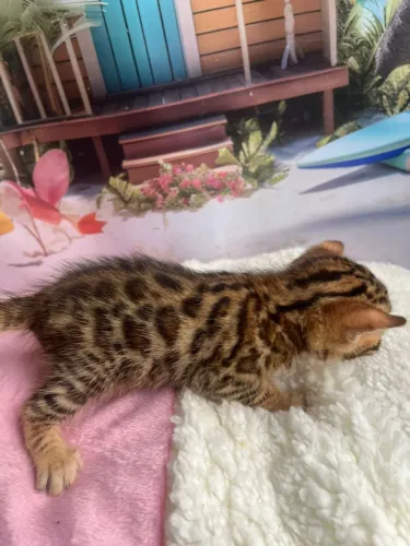 Bengal brown super rosetados