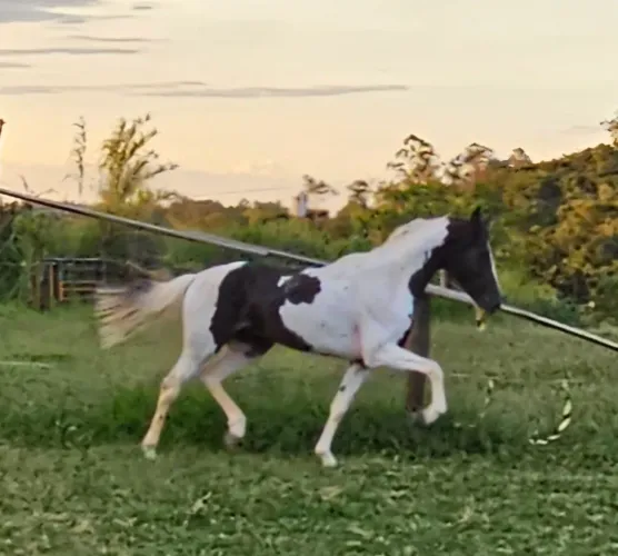 Cavalo Mangalarga Pampa 
