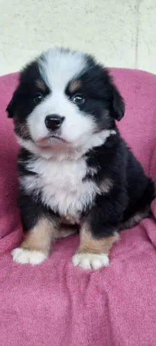 Bernese