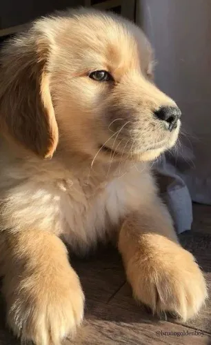 Filhotes Golden Retriever o olhar mais meigo e frágil 