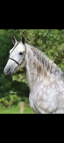 Cobertura Manga larga