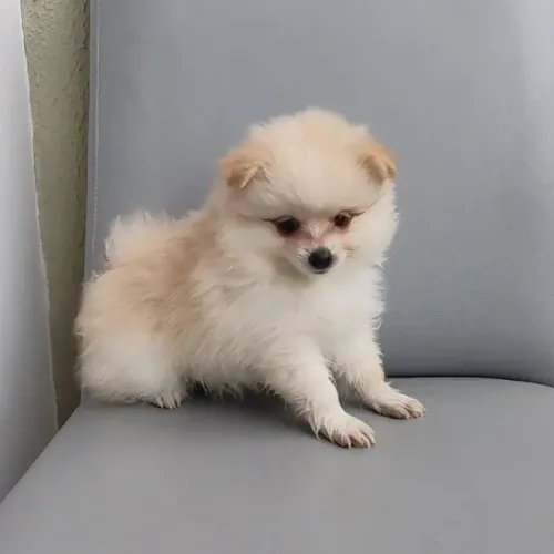 Spitz Alemão Lulu da Pomerânia