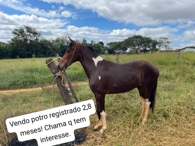 Cavalo pampa