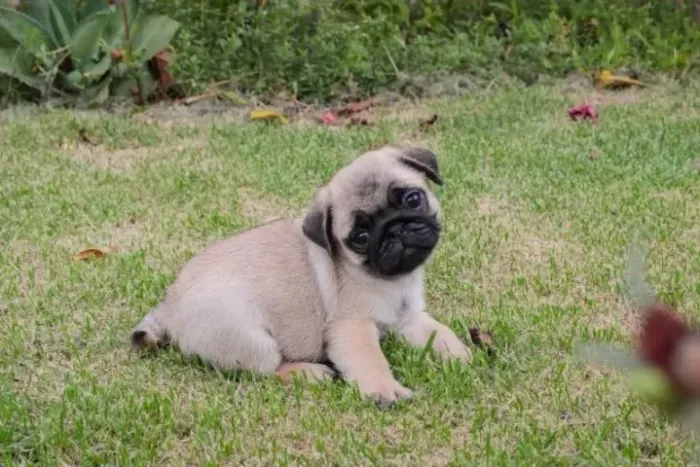 Pug Filhotinhos disponíveis para alegrar seus dias