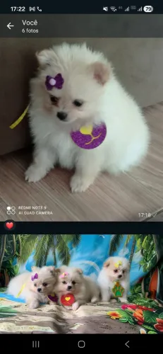 Vende se filhotinho de lulu da pulmerani 
