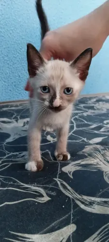 Lindas filhotes para adoção responsável