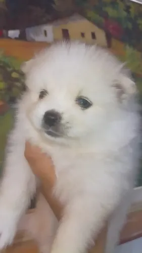LULU DS POMERANIA - FILHOTES ANÕES 