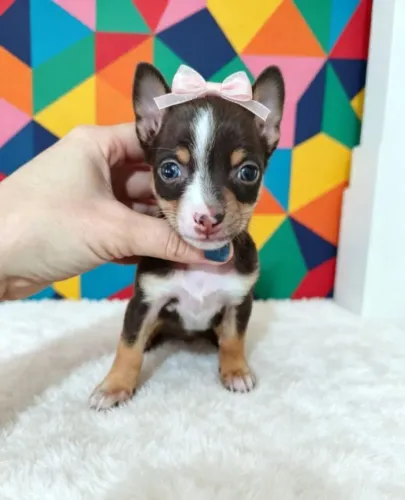 Pinscher alegria todos os dias