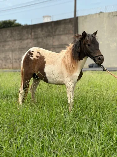 MINE HORSE FÊMEA 