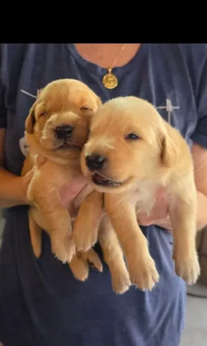 Filhotes de Golden Retriever  de alta linhagem