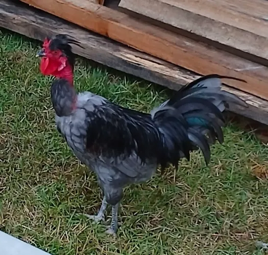 Galo caipira