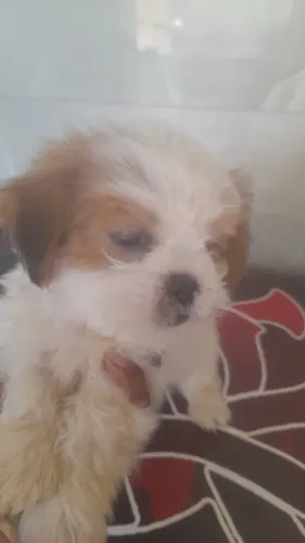 Animal cachorro