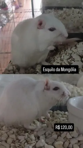 Esquilo da Mongólia