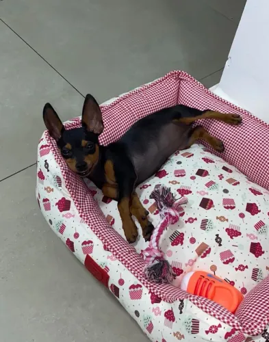 Pinscher 0 disponível! Ideal para quem busca um amigo inseparável.