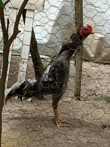 Galo e galinha