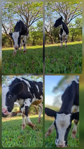 Bezerro desmamado com 4 meses quase 5 meses ja comendo pasto
